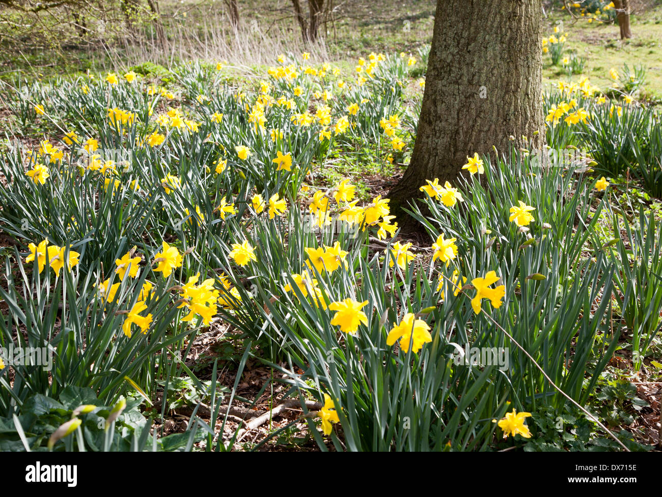Daffodils in flower around the base of a tree, Suffolk, England Stock