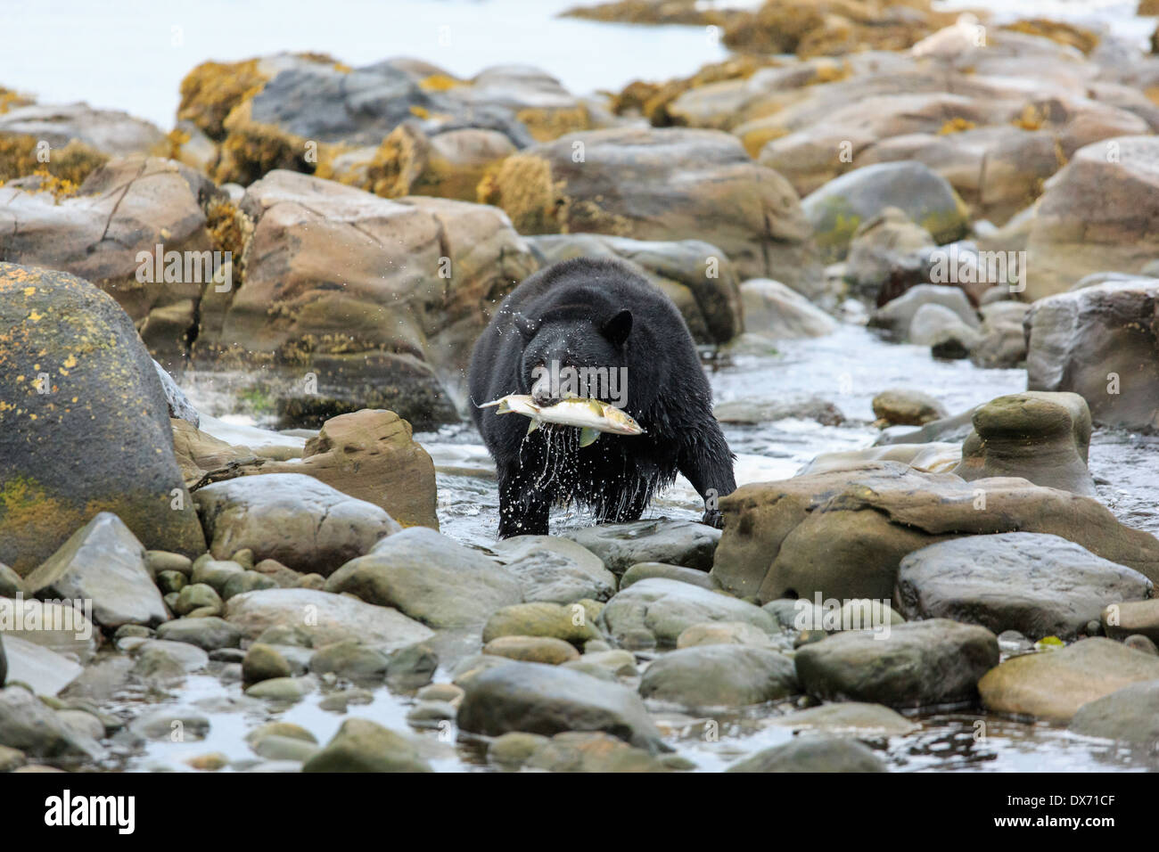 A black bear with a fish in it's mouth. Stock Photo