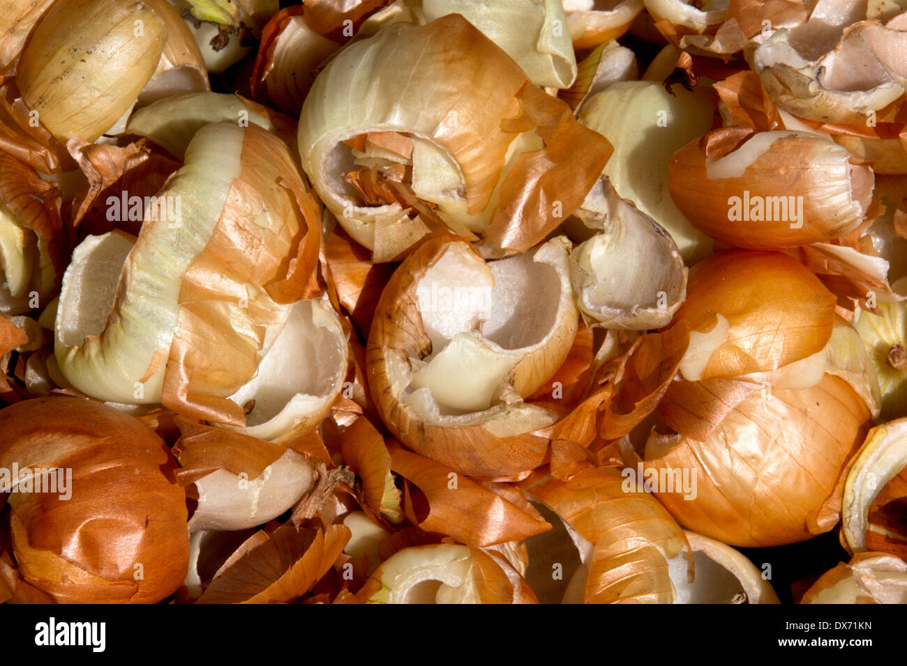 Onion Peels High Resolution Stock Photography and Images Alamy