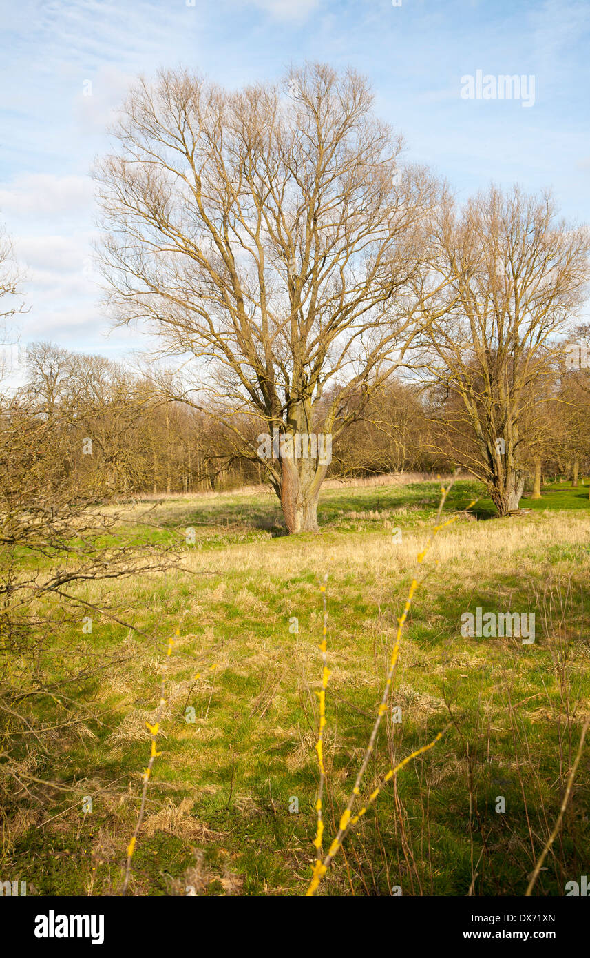 Willow trees in winter growing in wetland meadow, Shottisham, Suffolk, England Stock Photo