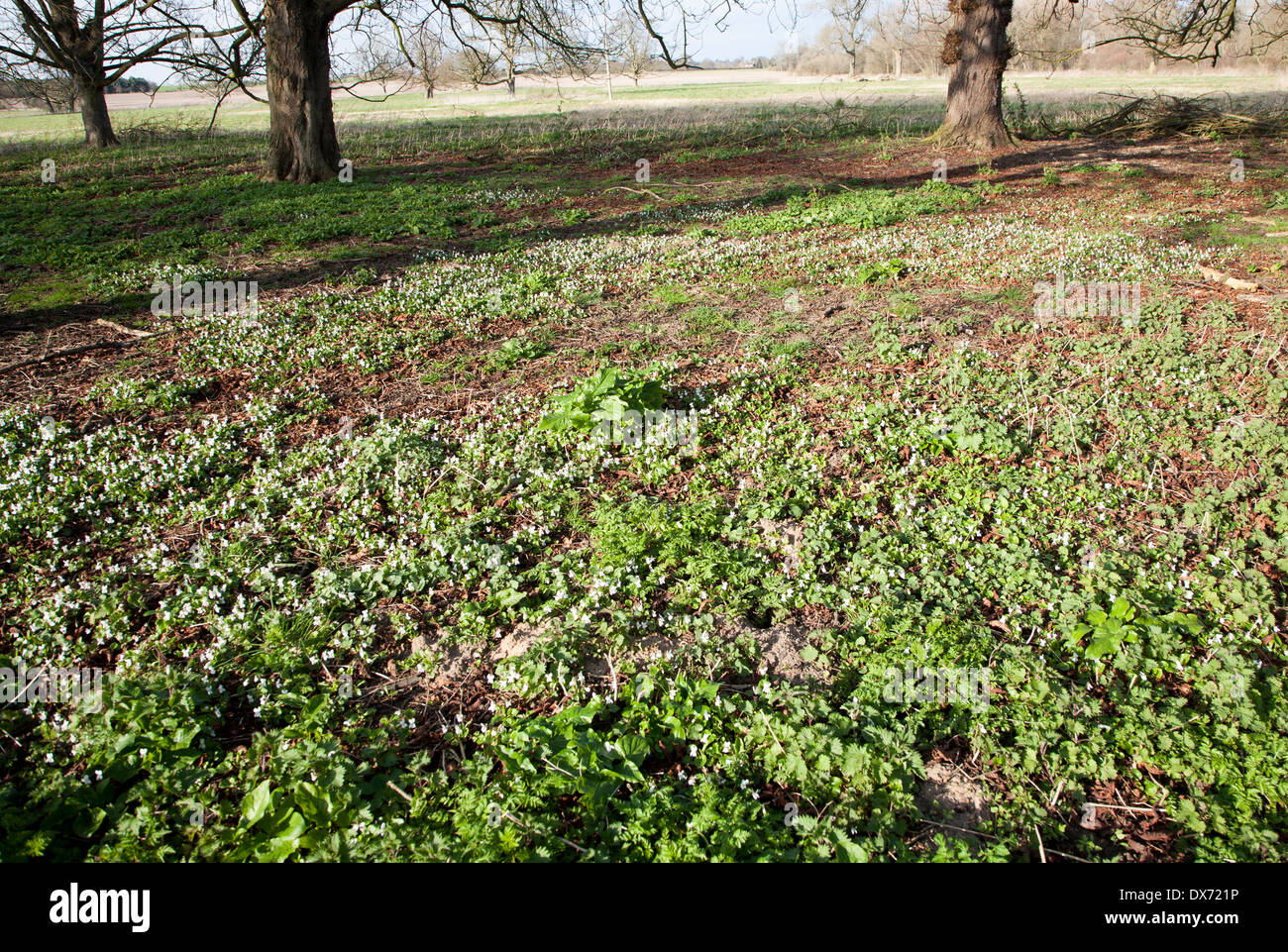 White violet wildflowers growing under trees, Sutton, Suffolk, England Stock Photo