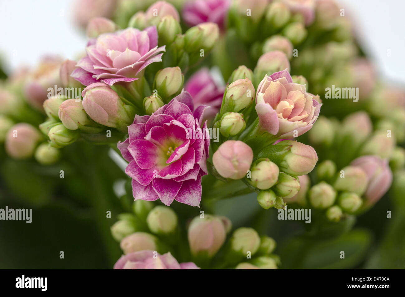 Fresh flowers hires stock photography and images Alamy