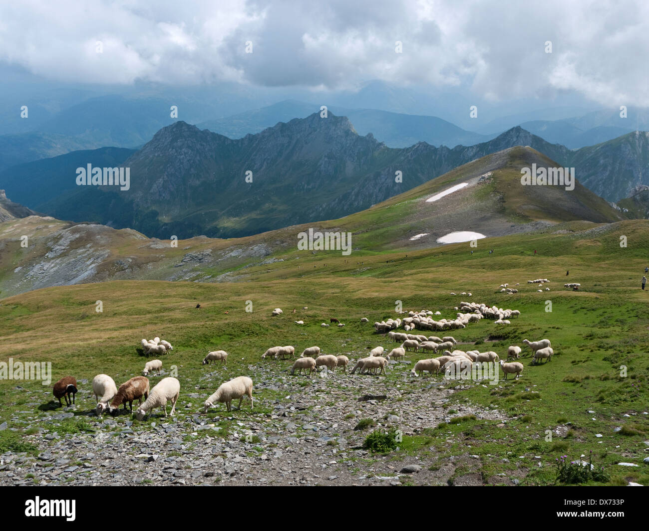 Sheep graze on the summit slopes of Golem Korab, the highest peak in Macedonia and Albania, while hikers climb to the top. Stock Photo