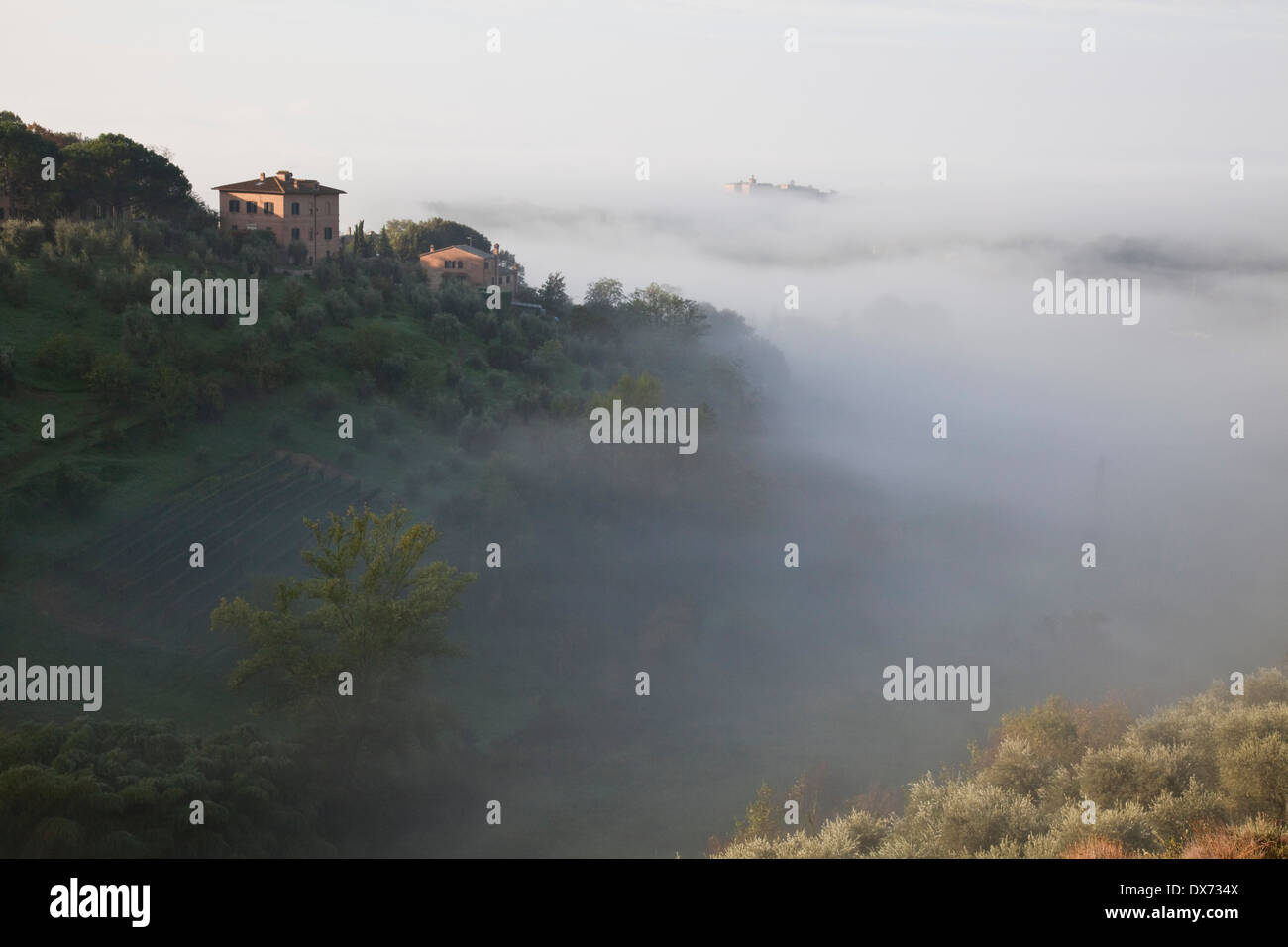Early morning mist on a hillside and valley outside Siena, Tuscany, Italy. M Stock Photo