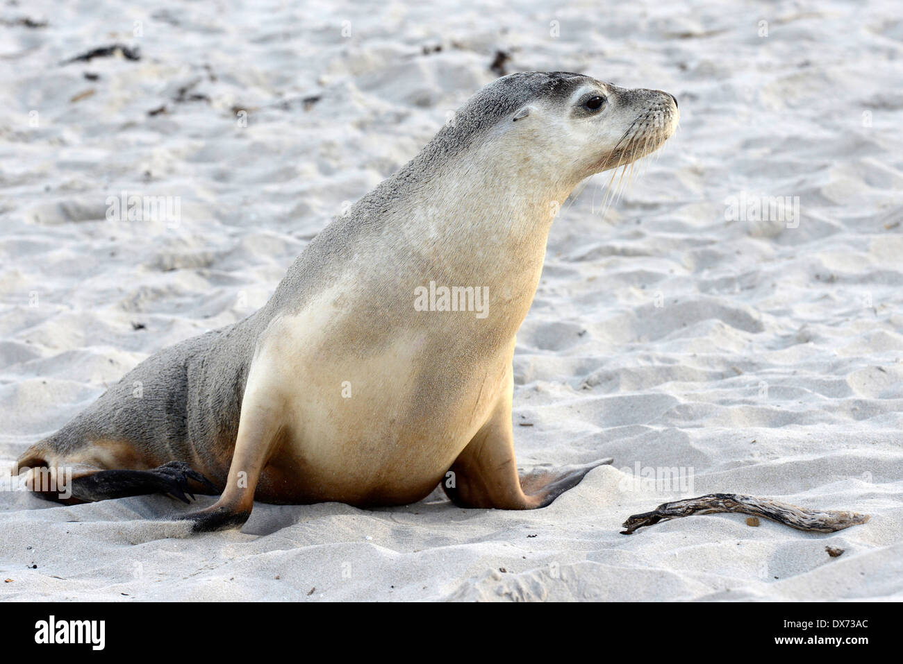 Australian sea-lion (Neophoca cinera) Stock Photo