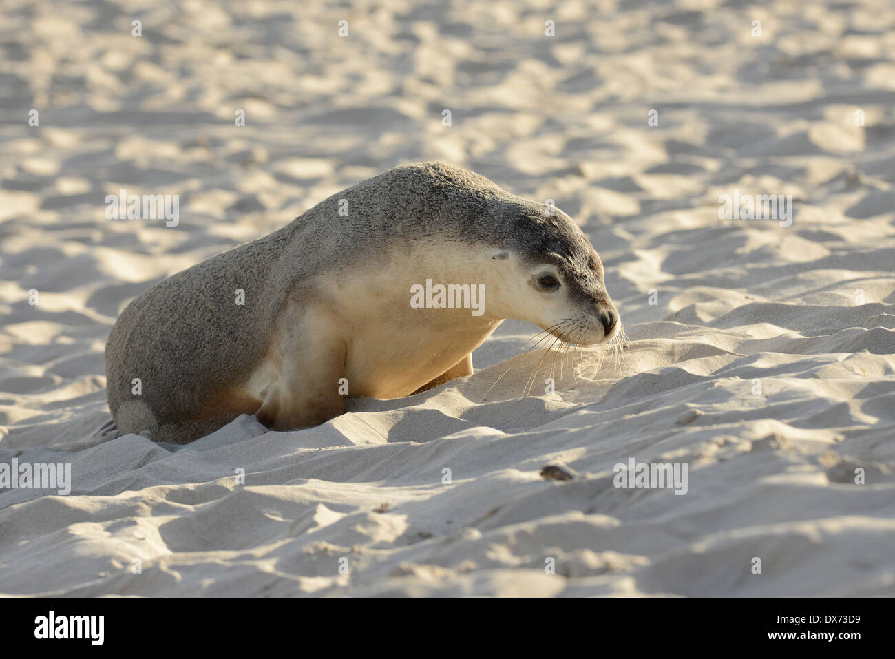 Australian sea-lion (Neophoca cinera) Stock Photo