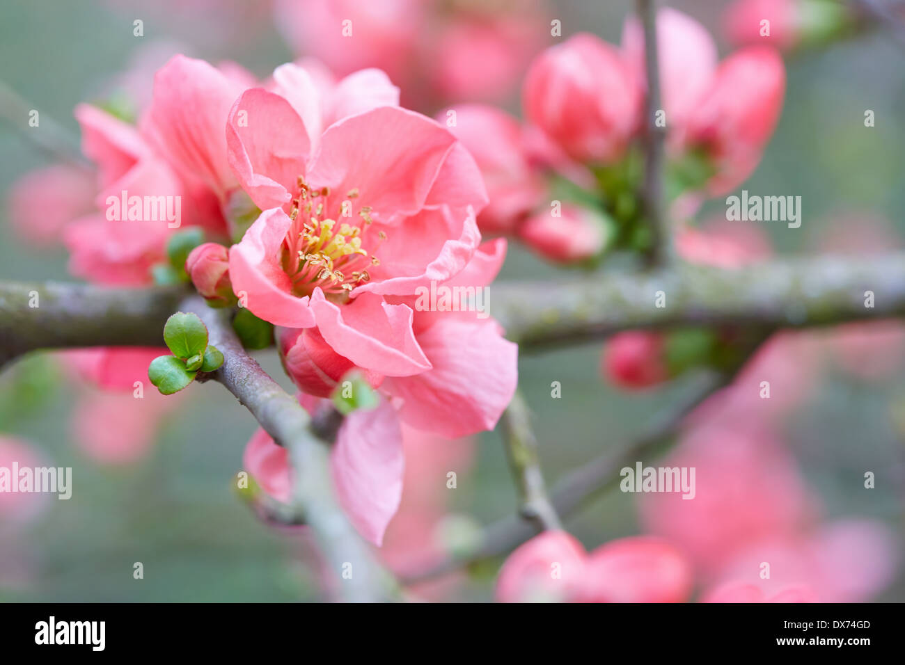 Spring flowers closeup with pink blossom and fresh buds Stock Photo