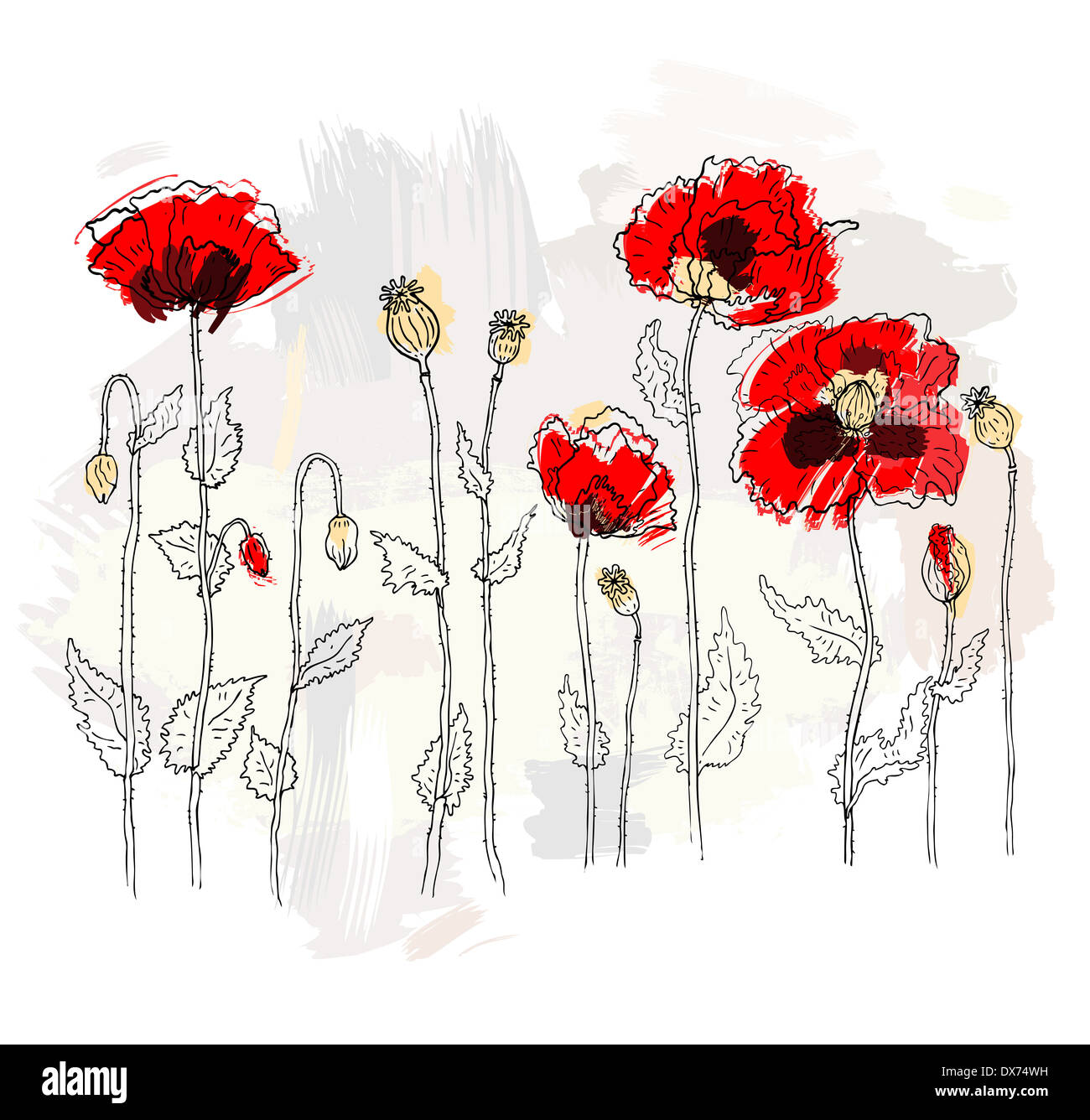 Red poppies on a white background Stock Photo - Alamy