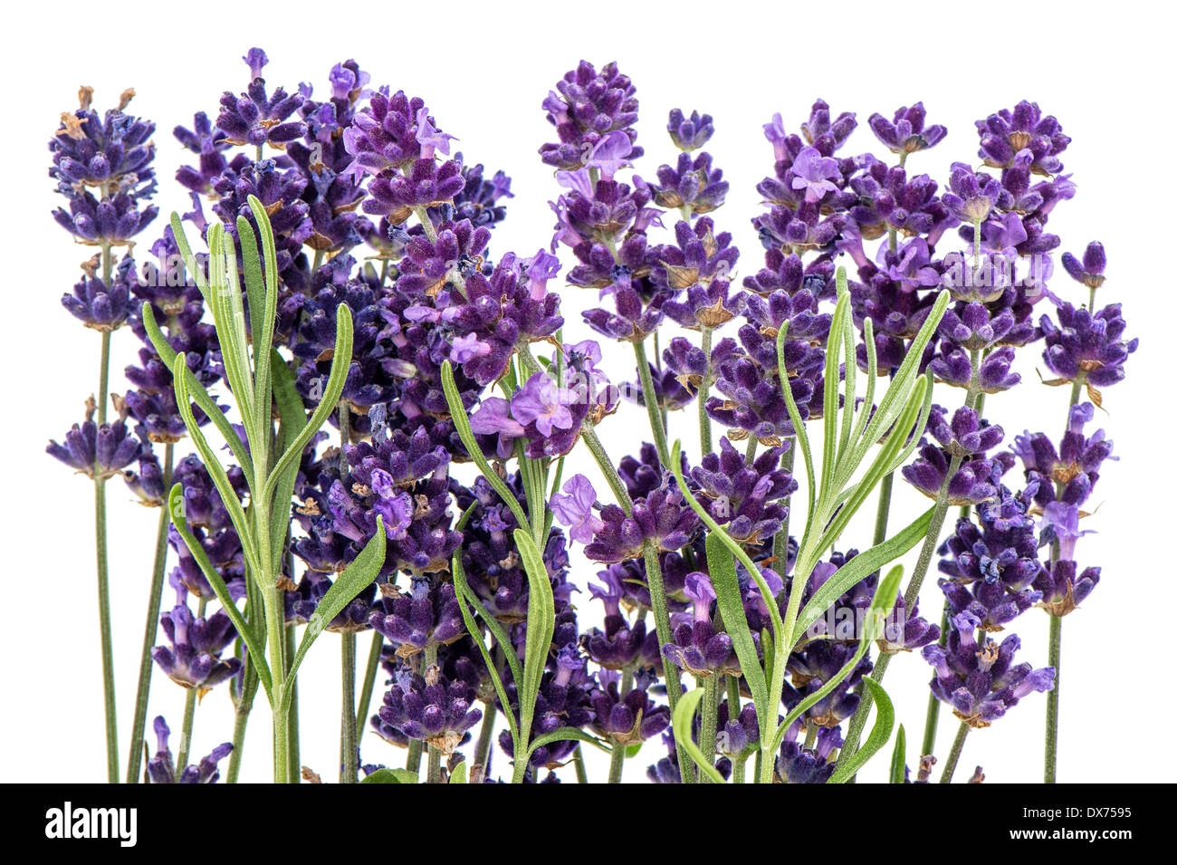 lavender flowers isolated on white background Stock Photo - Alamy