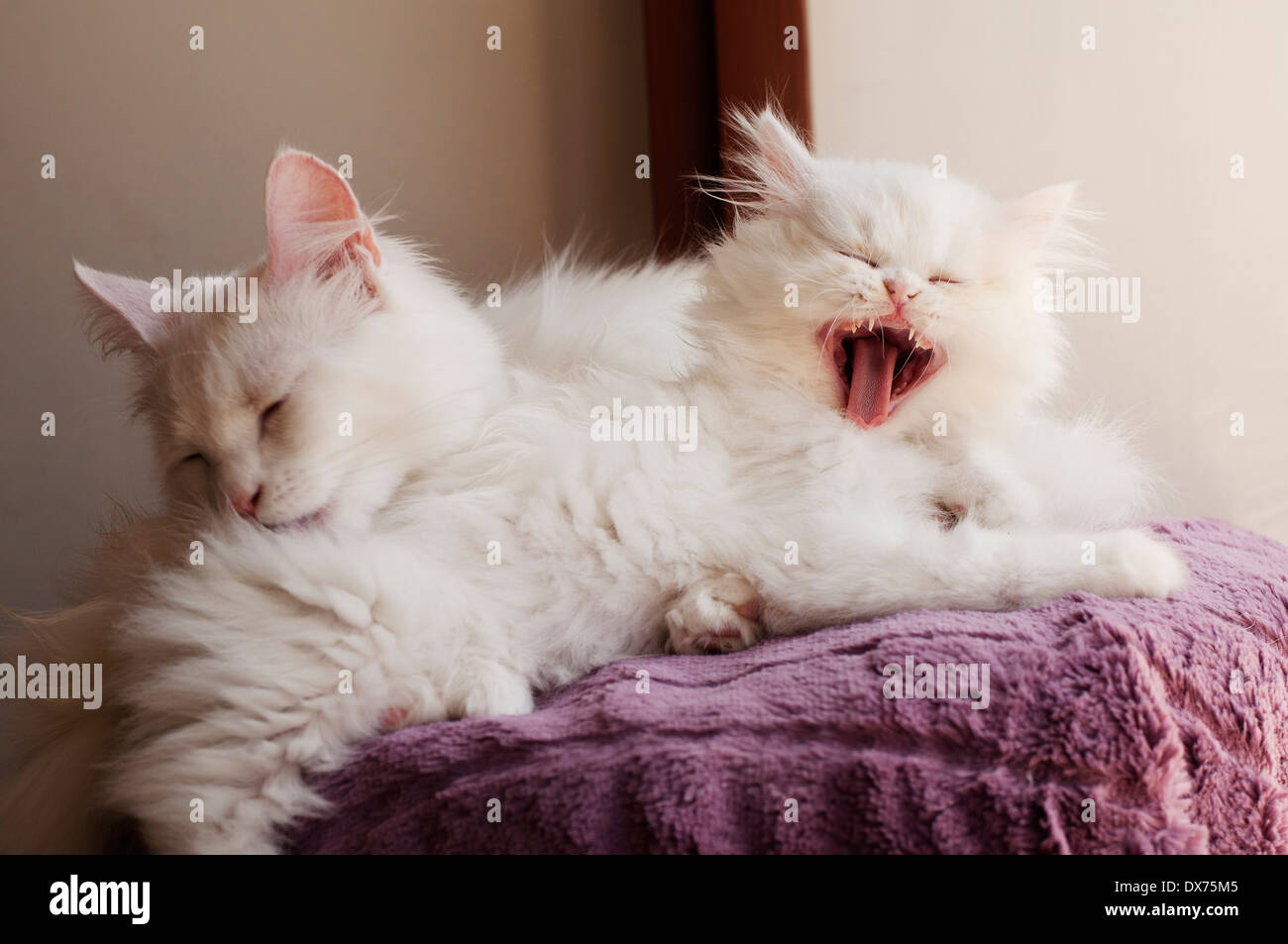Two cats Stock Photo