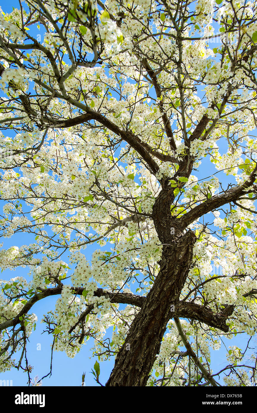 Looking up at the blue sky through the blossoming leaves of a white pear tree. Stock Photo