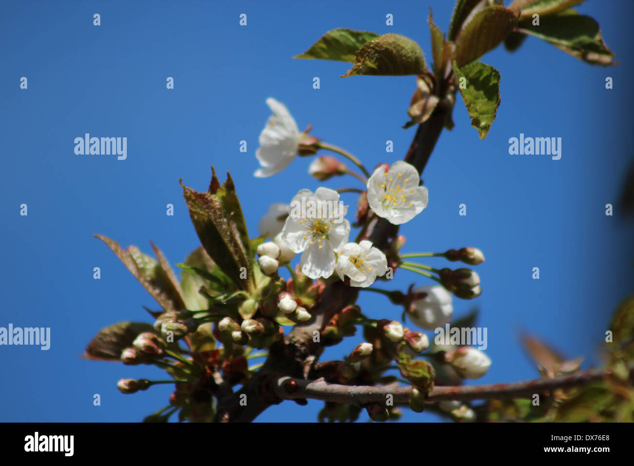 White cherry flowers in springtime with blue sky Stock Photo - Alamy