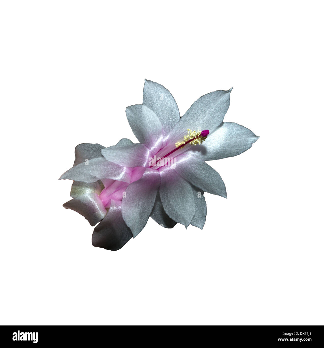 Christmas Cactus Flower Stock Photo - Alamy