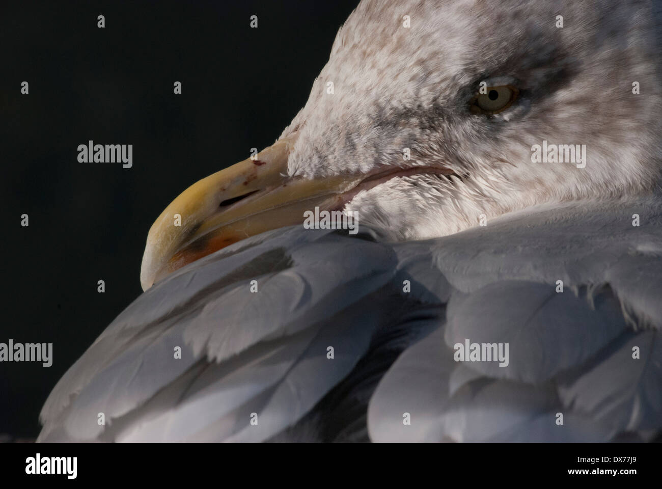 Herring Gull Close Up Head Shot Stock Photo