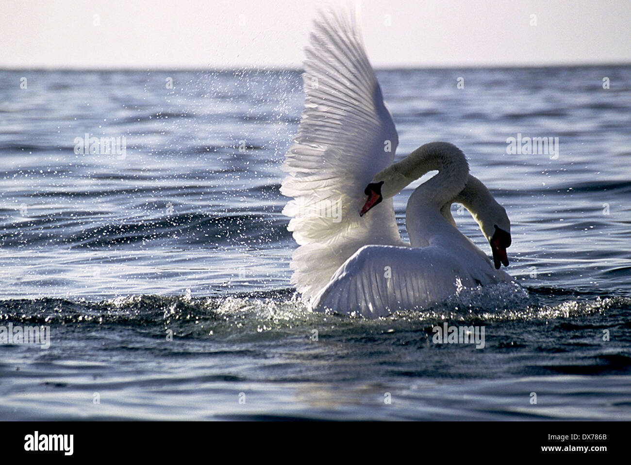 Courtship display Swans Stock Photo - Alamy