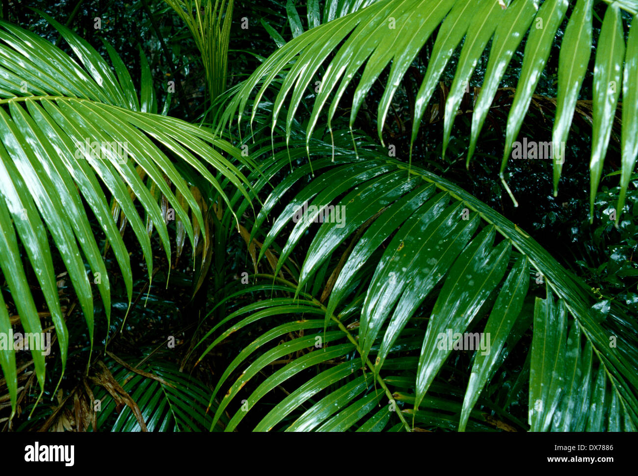 Leaves of palm tree Stock Photo