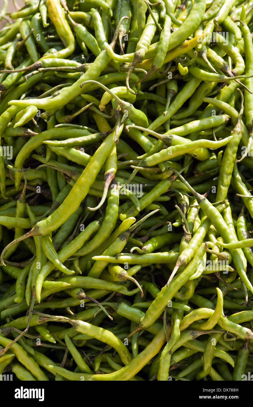 Asia, India, Karnataka, Belur, green chillies Stock Photo Alamy