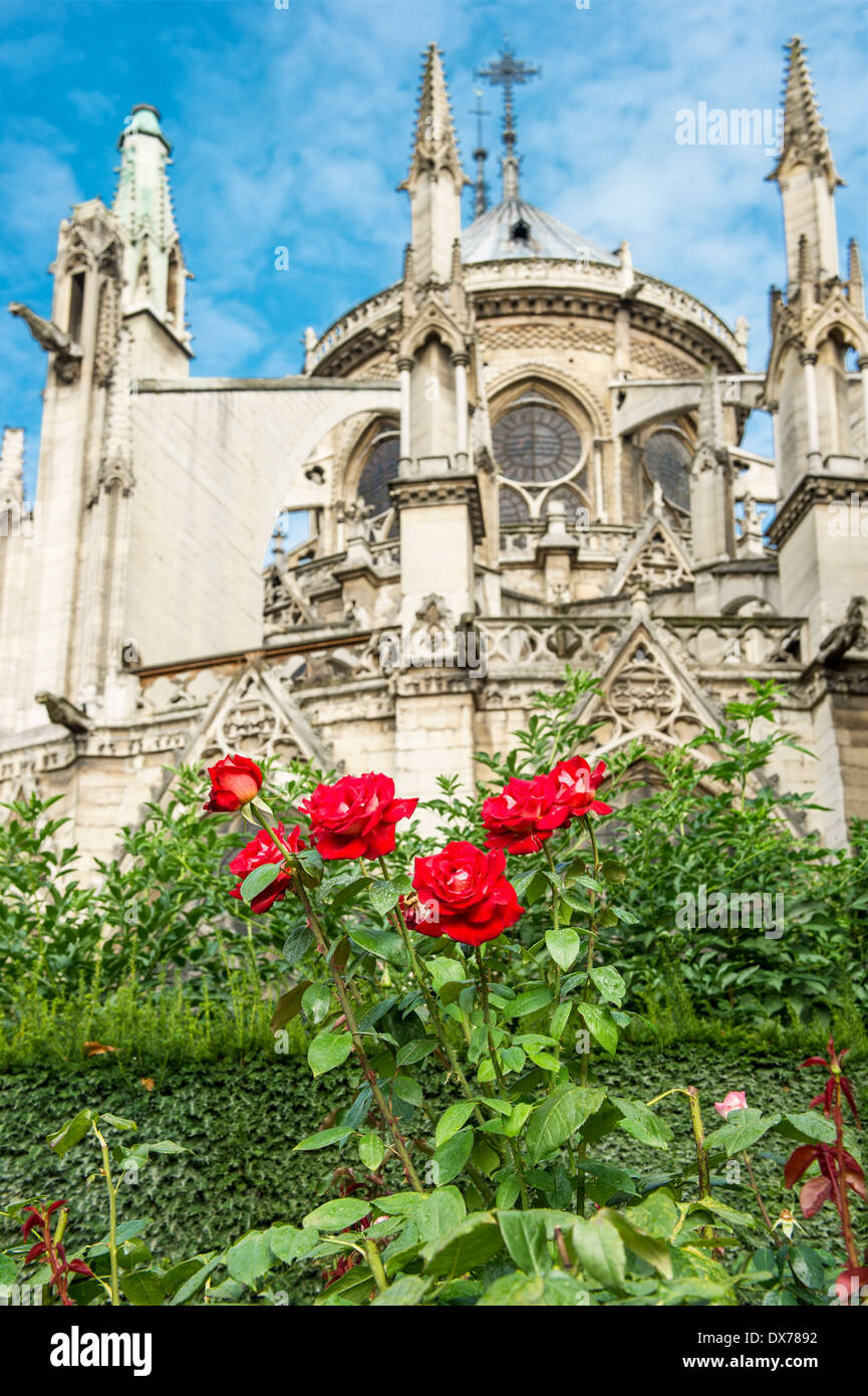 gothic medieval cathedral Notre Dame de Paris. View with blue sky and red roses flowers. selective focus Stock Photo