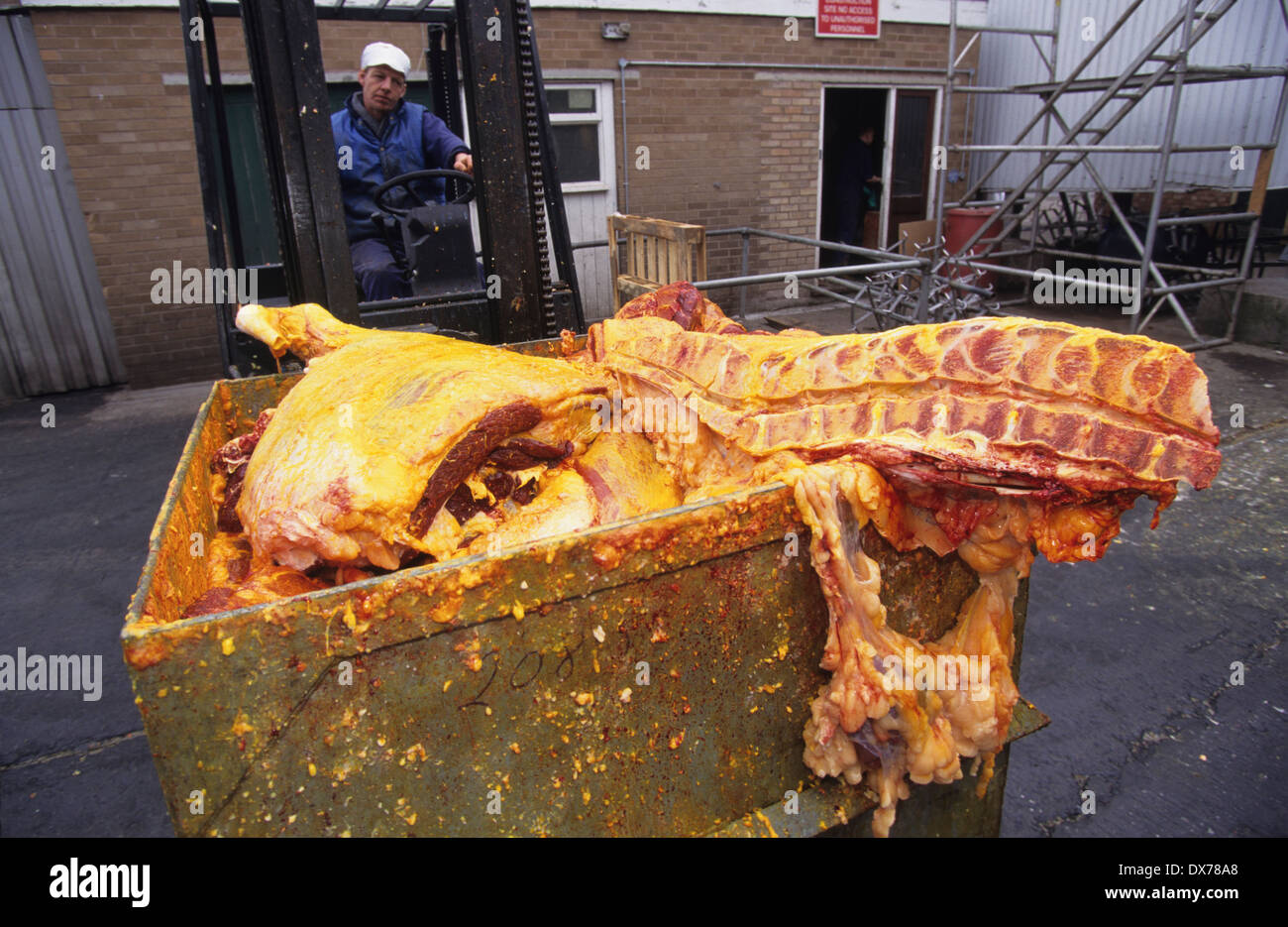 BSE, cattle carcasses suspected with Mad Cow disease are dyed yellow to
