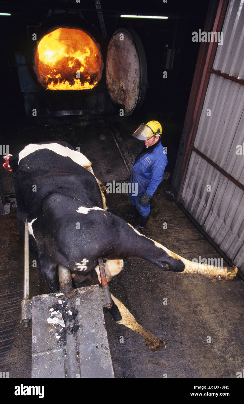 Suspected BSE, cattle suspected with Mad Cow disease are incinerated