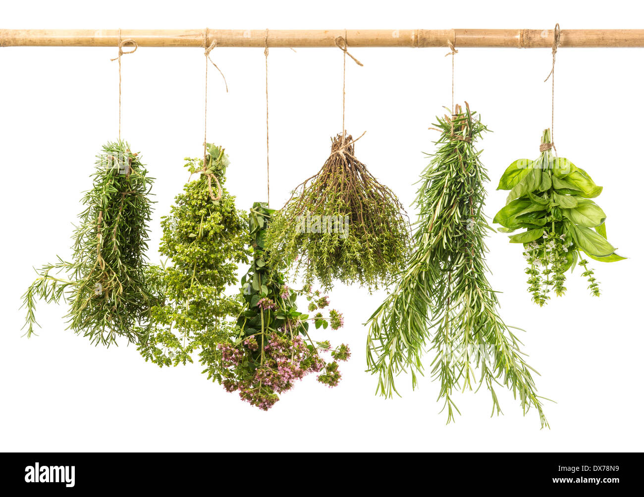 hanging bunches of fresh herbs isolated on white background. rosemary, basil, thyme, oregano, marjoram Stock Photo