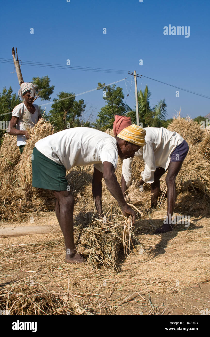 Threshing Of Rice Rice threshing hi-res stock photography and images - Alamy