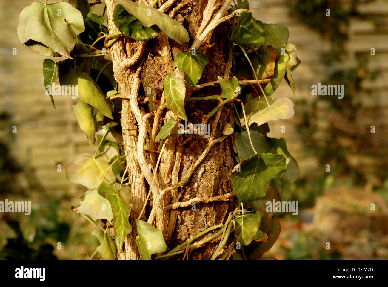Efeu Climbing up a Dead Apple Tree Stock Photo