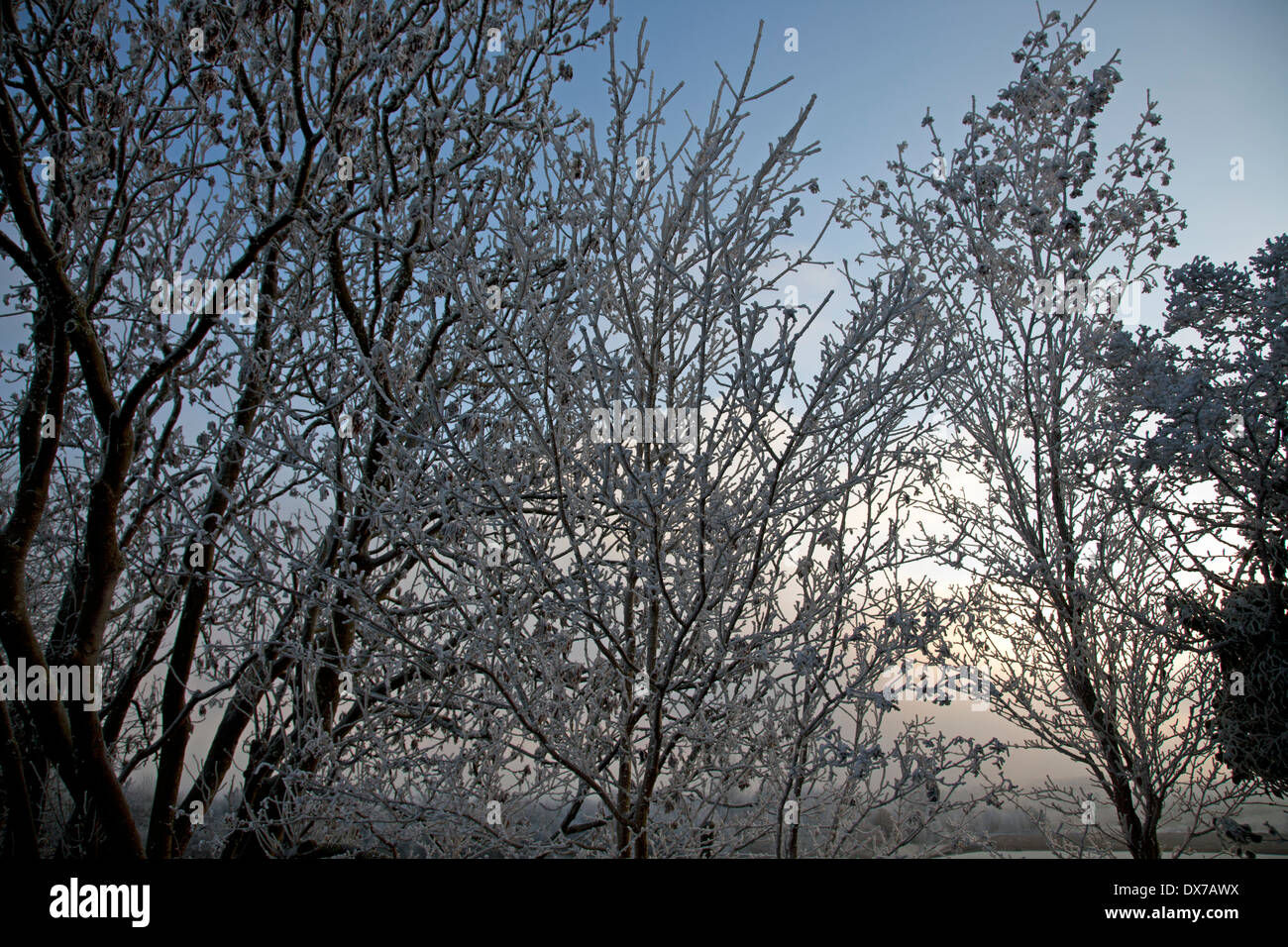 Tree branches covered with winter's frost Stock Photo - Alamy