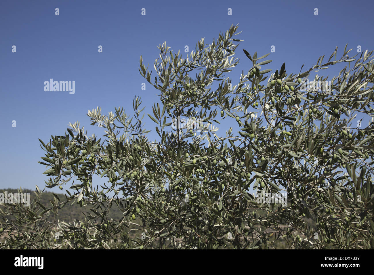 Israel. Yad Hashmona. Olive Tree. Stock Photo