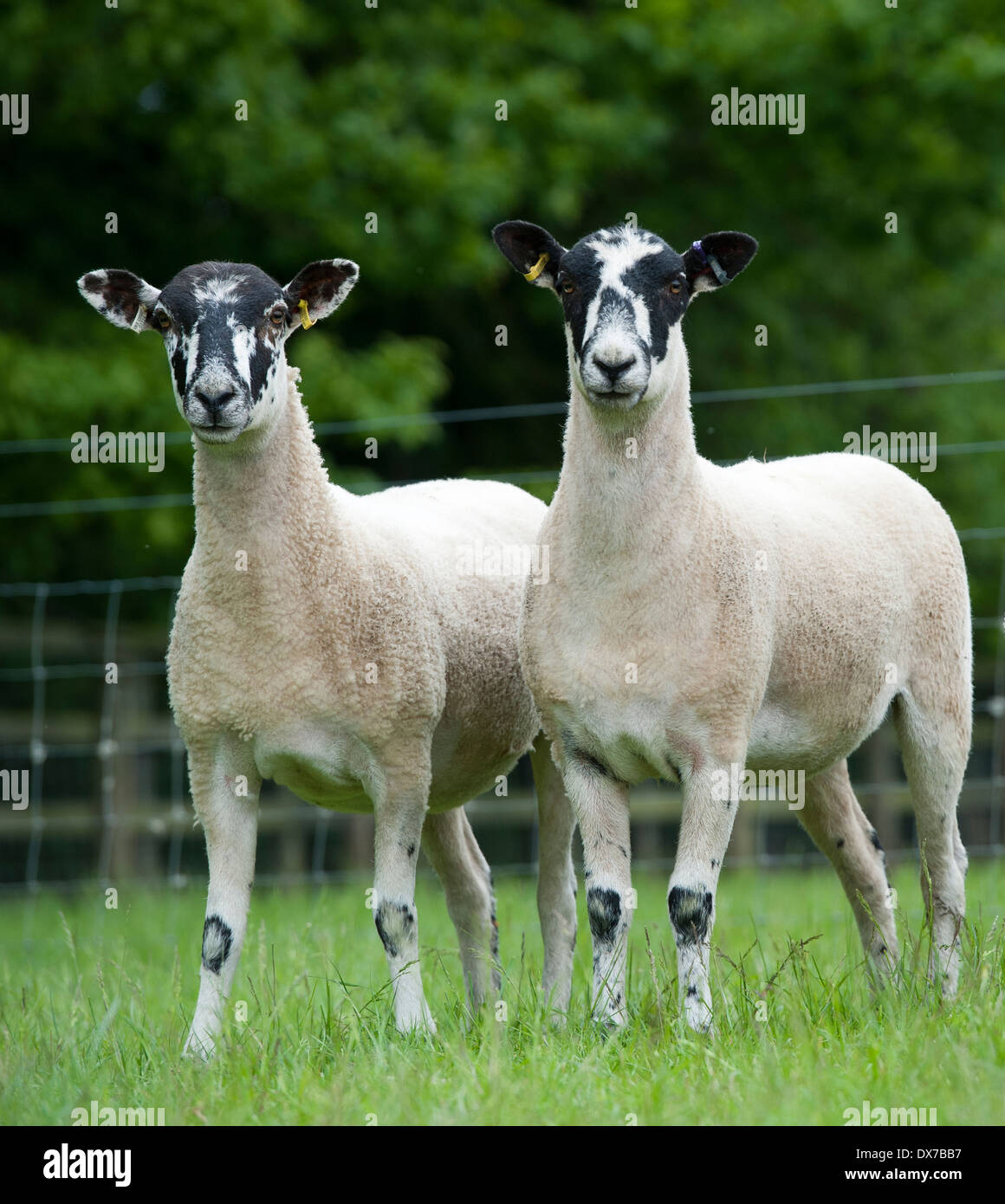 agriculture animal ewes farm farming flock herbivore livestock mule
