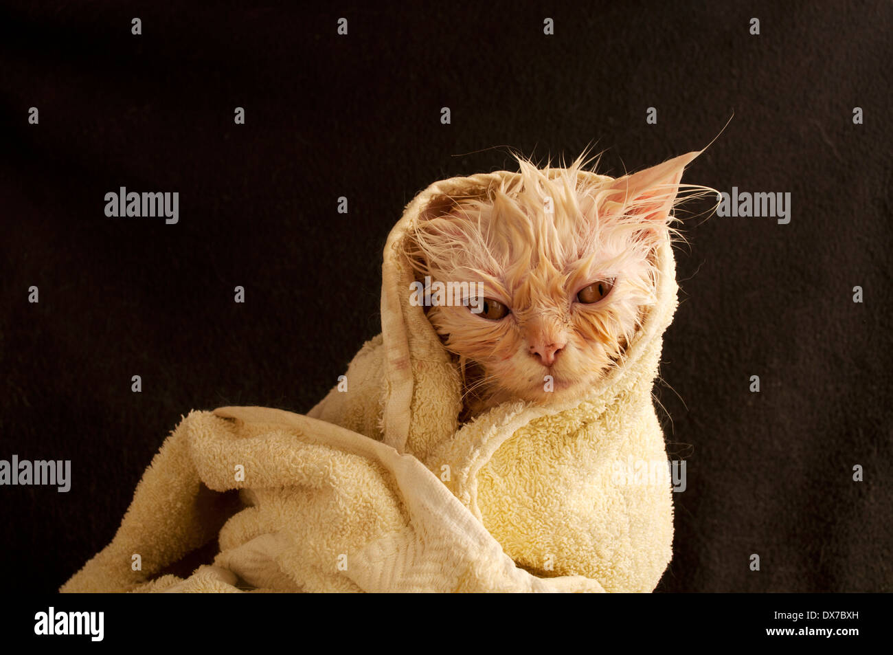 Wet kitty Stock Photo - Alamy