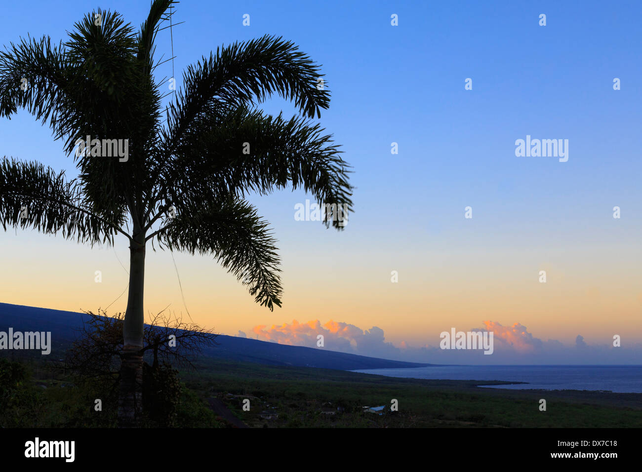 Palm against sunrise sky looking to Mauna Loa in South Kona, Hawaii