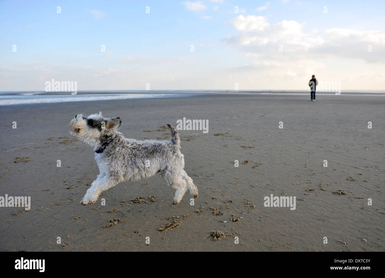 Miniature schnauzer dog running and jumping on the beach at Camber Sands, Rye, East Sussex, UK Stock Photo