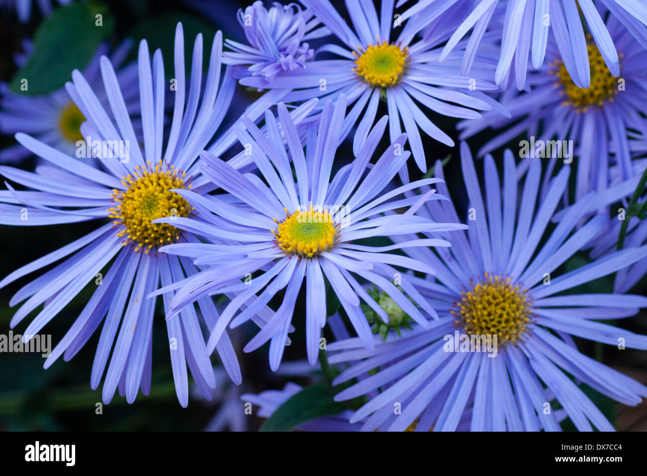 Long flowering blue daisy, Aster x frikartii 'Monch', in a North Wales garden Stock Photo
