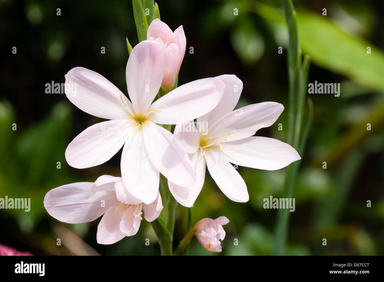 Schizostylis lily, Hesperantha coccinea 'Alba', in a Plymouth garden Stock Photo