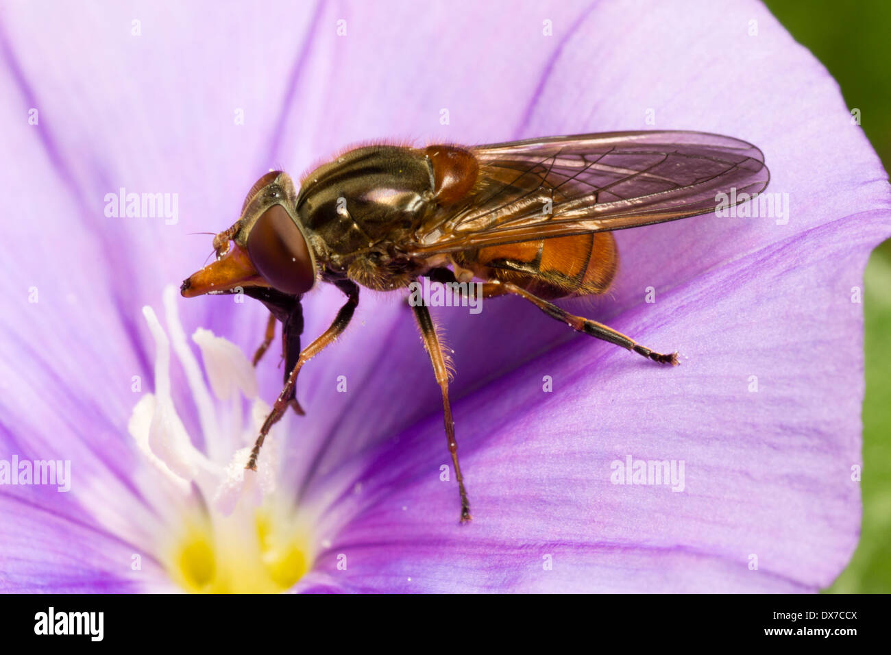 Long snouted UK hoverfly, Rhingia campestris, feeding on pollen on a flower of Convolvulus sabatius Stock Photo