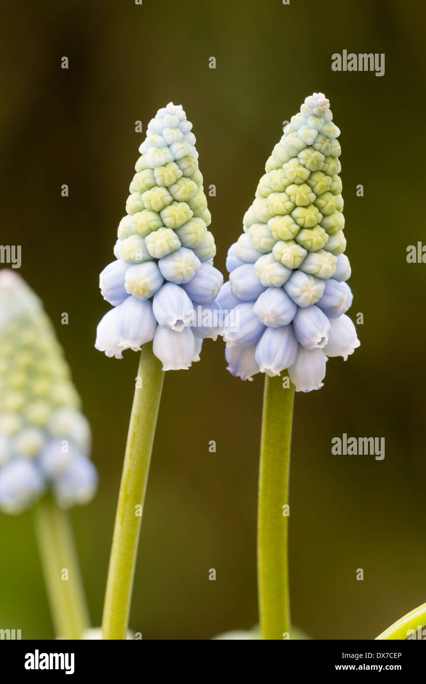 Close up of the pale flowers of the grape hyacinth, Muscari armenaicum 'Valerie Finnis', in a Plymouth garden Stock Photo