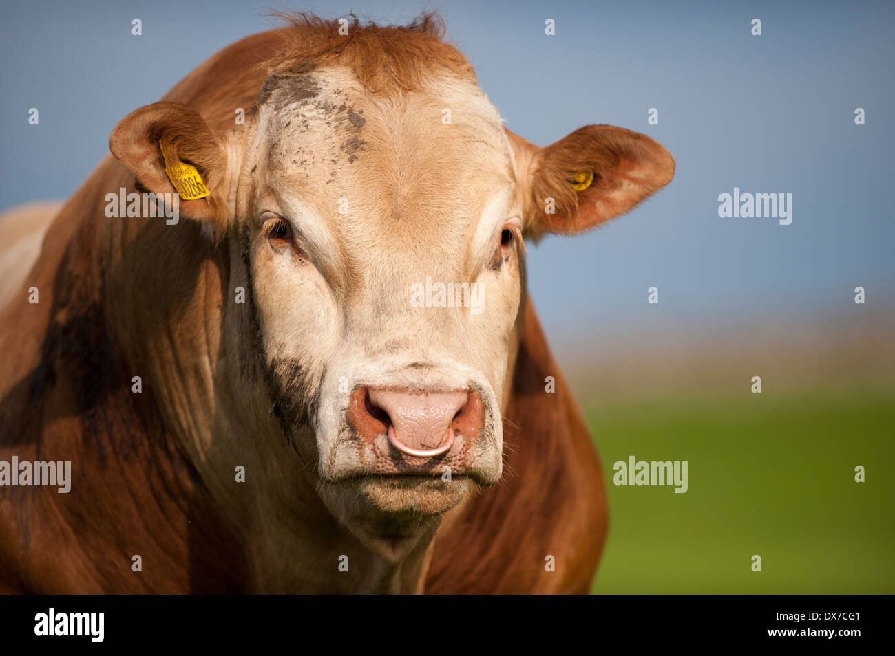 Cow Nose Rope Ring Stock Photos - Free & Royalty-Free Stock Photos from  Dreamstime