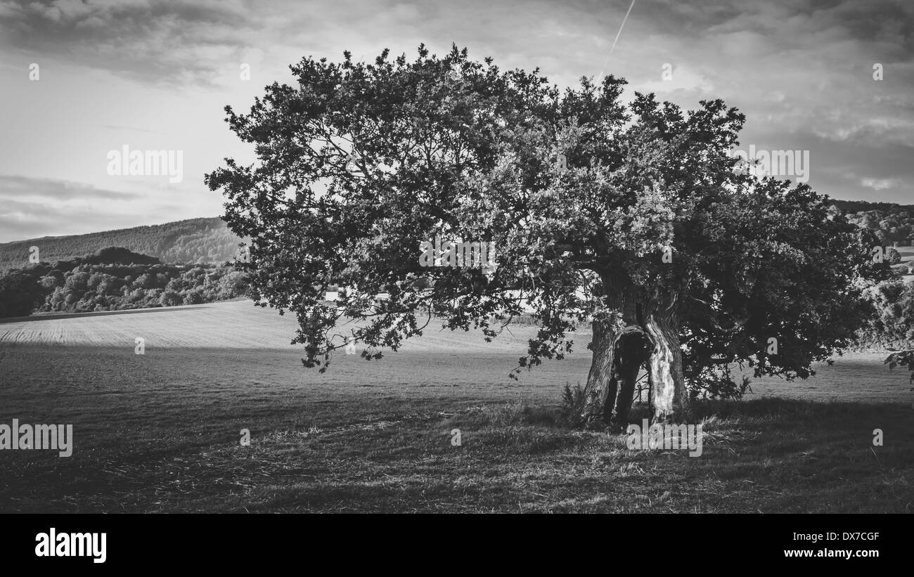 Lightning strike tree hi-res stock photography and images - Alamy