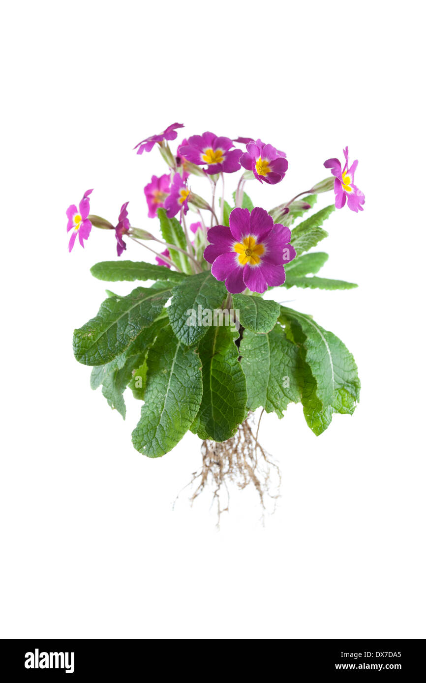 whole primrose plant isolated on white background Stock Photo