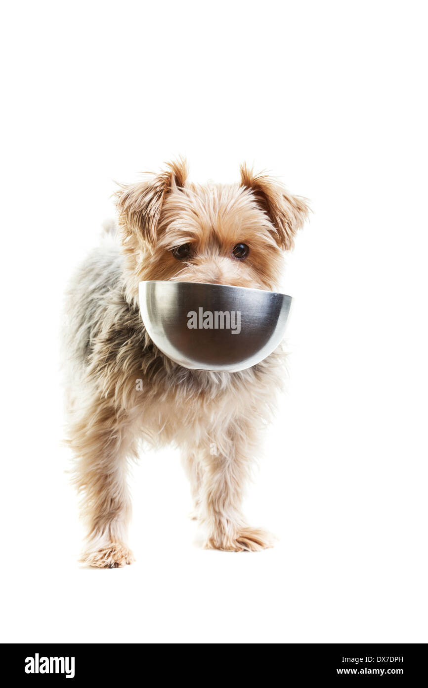 Hungry Yorkshire terrier with his food dish in its mouth. On a white background. Stock Photo