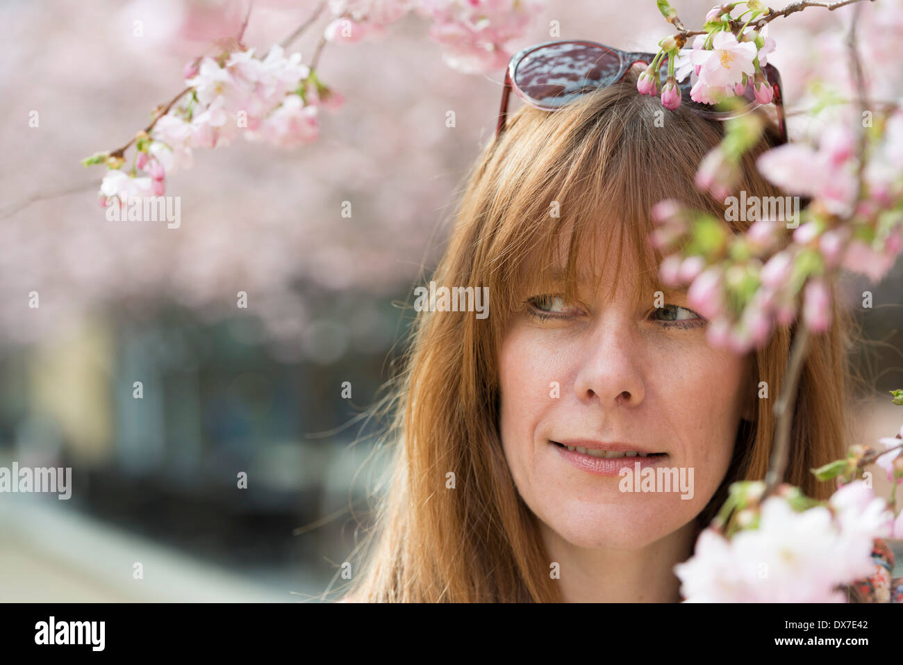 A woman with the cherry blossom on the trees in Oozells Square, Brindleyplace, Birmingham. Stock Photo