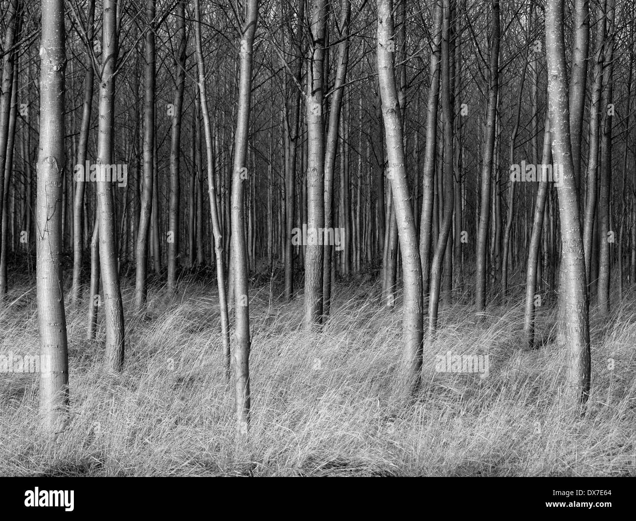 Triptych trees Black and White Stock Photos &amp; Images - Alamy