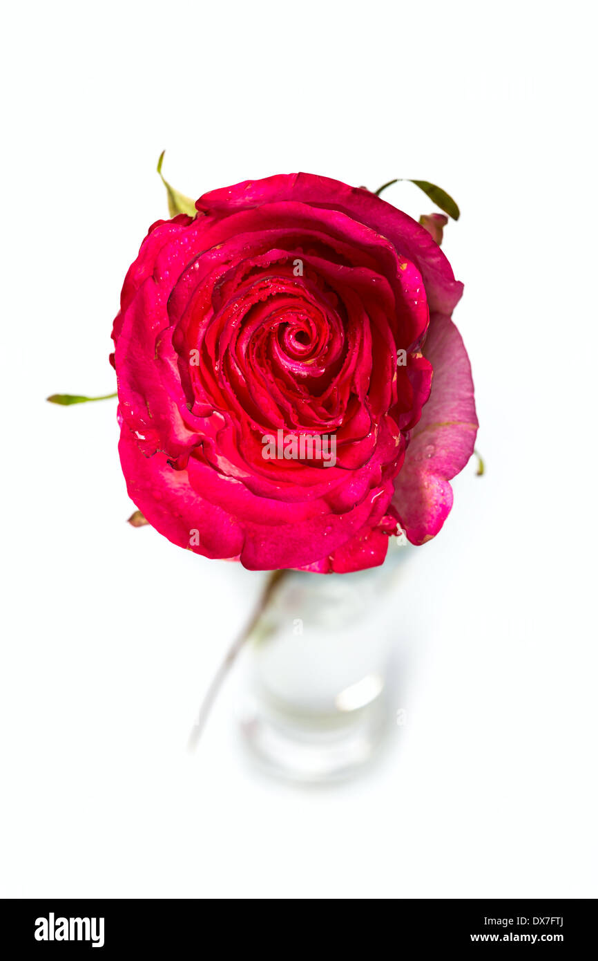 Fresh pink roses on white background Stock Photo - Alamy