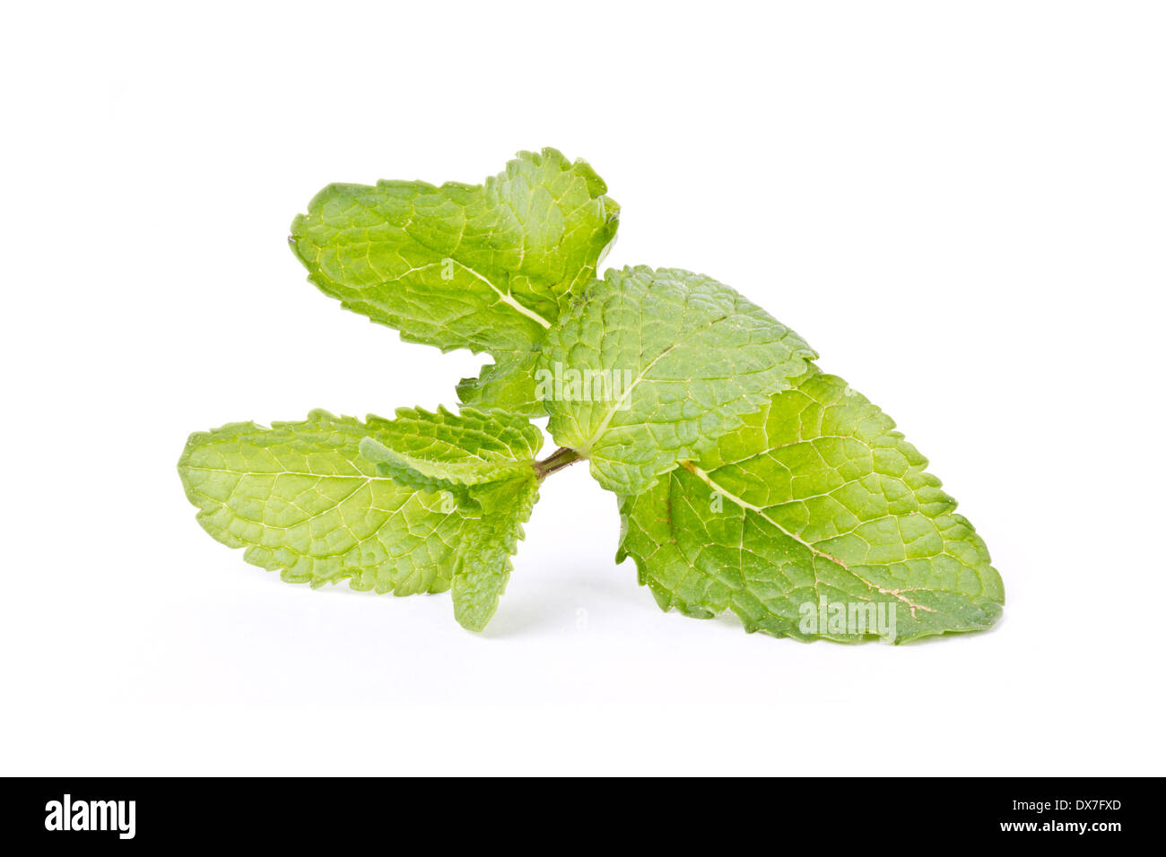 Mint on white background Stock Photo - Alamy