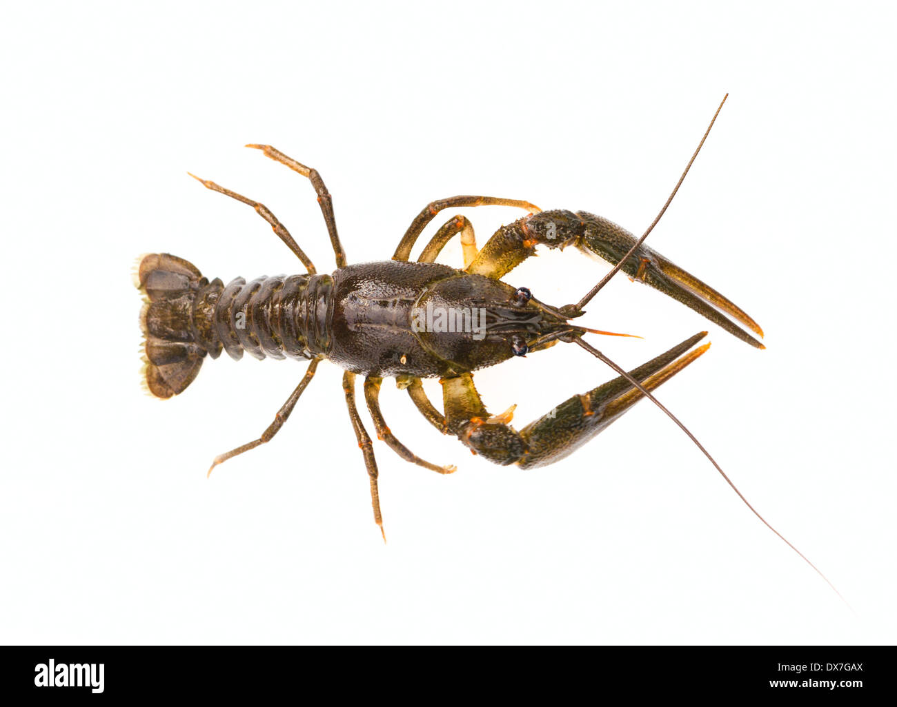 Alive Crayfish on white background Stock Photo