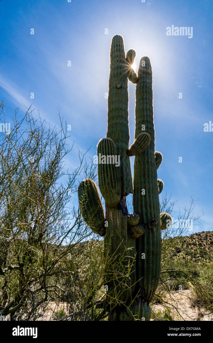 Saguaro cactus with sun star created by using a small lens aperture. Near Bartlett Lake Tonto National Forest northeast of Phoenix, Arizona. Stock Photo