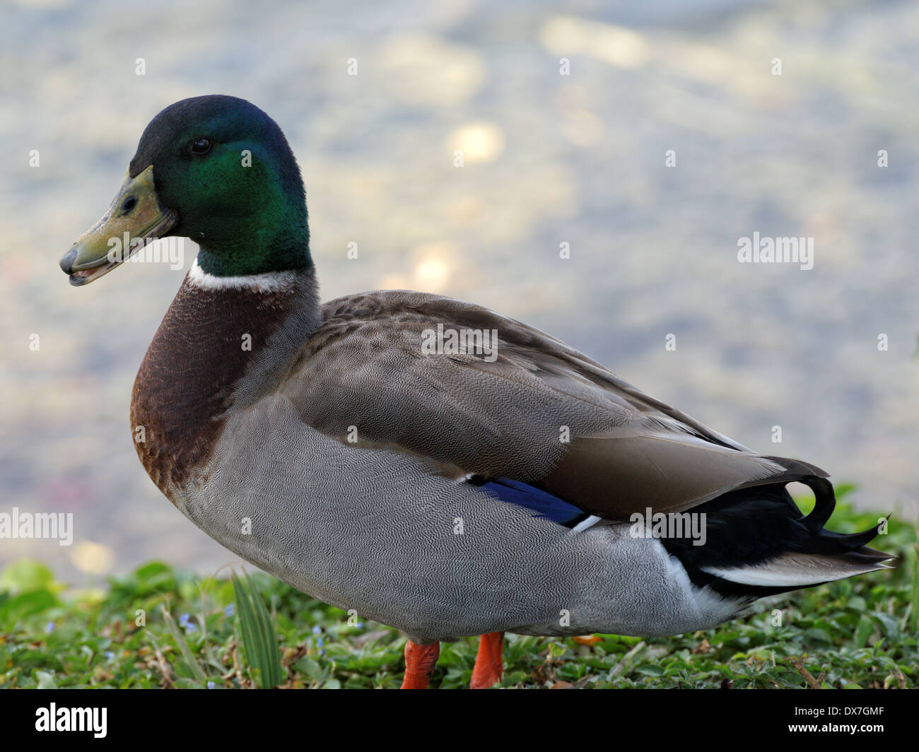 Male Mallard duck quacking on grass by a lake Stock Photo Alamy