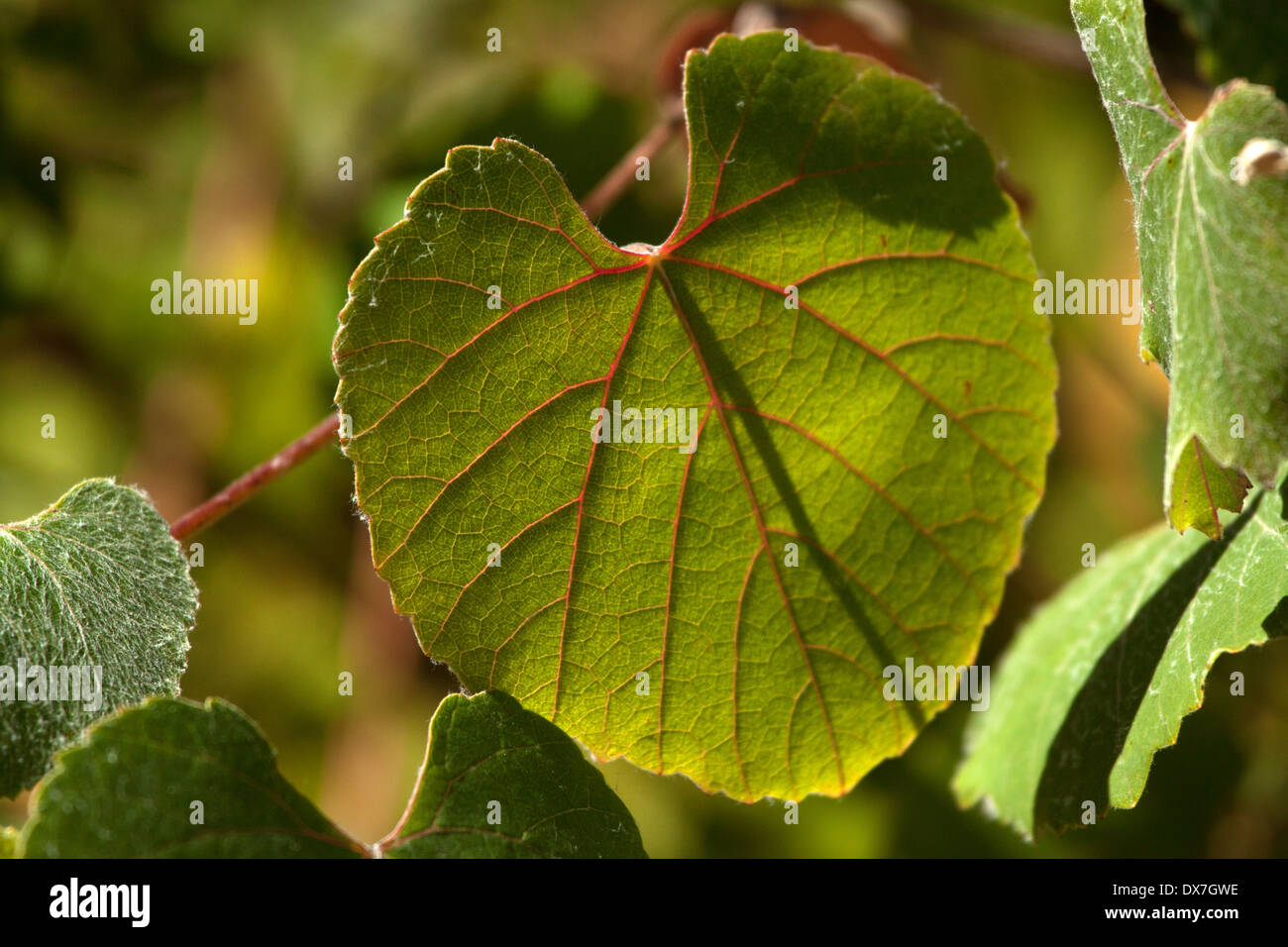 Backlit leaf with red veins. Wild grape Vitis californica sp. Stock Photo