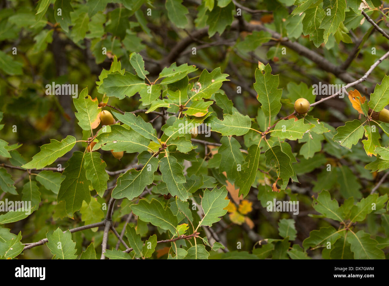 Scrub oak hires stock photography and images Alamy